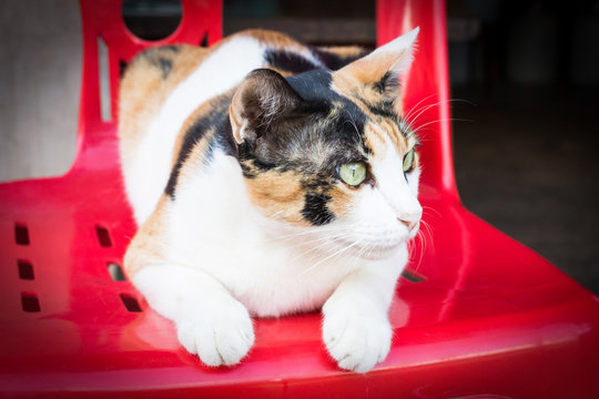 .Cat lying on a red chair.