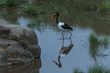 Parque Nacional Tarangire