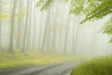 Foggy, misty Fall morning on dirt road through forest in West Virginia highlands.