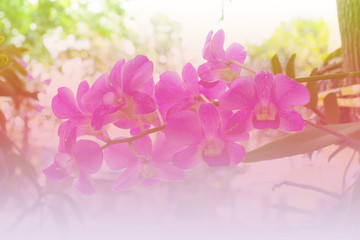 Abstract Purple orchids