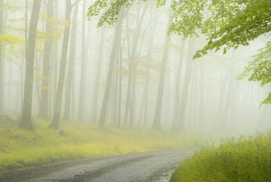 Foggy, misty Fall morning on dirt road through forest in West Virginia highlands.