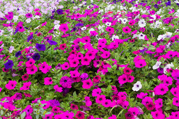 Many flowers Many flowers