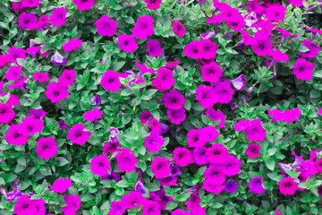 Many flowers Many flowers