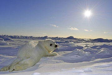Seal baby with sunset　-夕日とアザラシ　赤ちゃん- © seabreezecairns