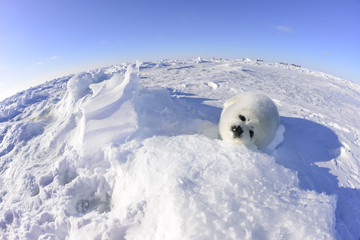 Seal on iceberg　-氷上のアザラシ　赤ちゃん- - obrazy, fototapety, plakaty