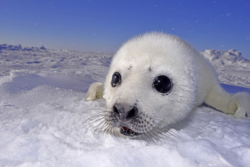 Seal pups -生まれたて　アザラシ　赤ちゃん- © seabreezecairns