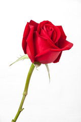 Beautiful Red Rose Isolated on White Background