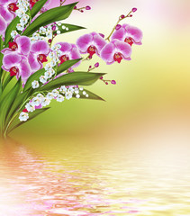 Fototapeta na wymiar Branch of blooming orchid flowers.