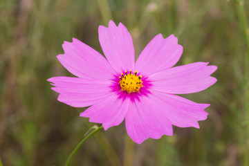 Fototapeta premium Cosmos flowers blooming in the garden 
