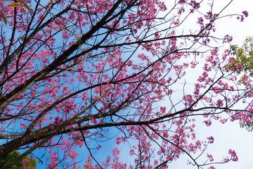 Sakura flowers blooming blossom in Chiang Mai, Thailand