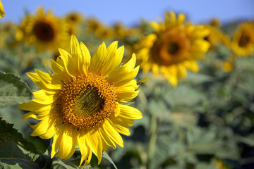 Fototapeta premium Blossom Sunflower Field.