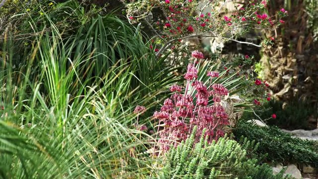 Royalty Free Stock Video Footage of green and pink flora shot in Israel at 4k with Red.