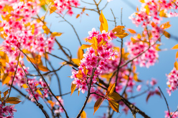 Sakura flowers blooming blossom in Chiang Mai, Thailand