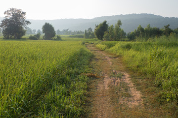 pathway in the rice field