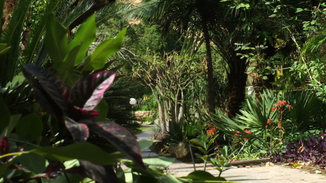 Royalty Free Stock Video Footage of vegetated oasis pathway shot in Israel at 4k with Red.