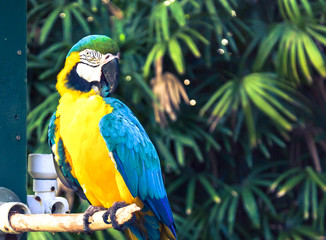 The colorful Macaw bird on the branch