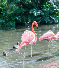 The pink Flamingo bird on the lake in the park