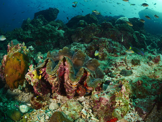 Fototapeta na wymiar giant clam