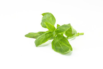 Sweet Basil Leaf