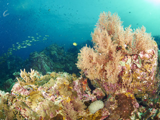 Plakat reef coral and reef fish