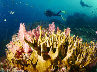 Fototapeta na wymiar reef coral and reef fish
