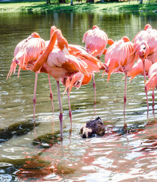 The pink Flamingo bird and the White Ibis on the lake in the par