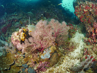 Naklejka na ściany i meble reef coral and reef fish
