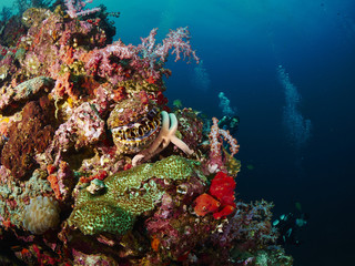 reef coral and reef fish with seastar