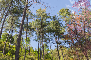 Nature landscape sakura tree and blue sky