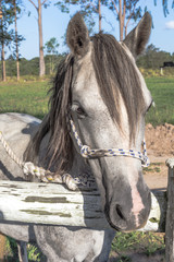 Pony  (Equus ferus caballus), Looking over Fence