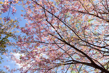 Pink Sakura flower blooming and blue sky with tiny cloud