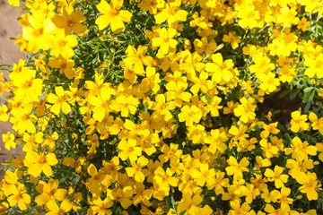 beautiful blossom Yellow flowers background