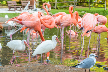The pink Flamingo bird and the White Ibis on the lake in the par