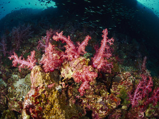 Fototapeta na wymiar soft coral and reef fish