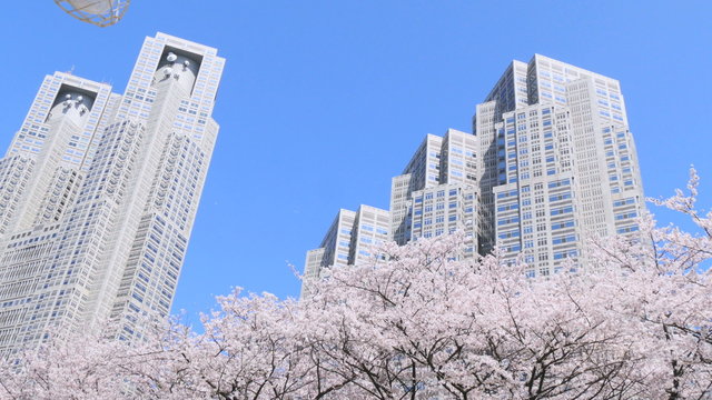 Blooming cherry blossoms and skyscraper background in blue skies.