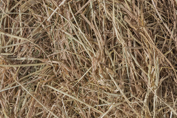 Dries hay with cereals and other wild meadow herbs as a texture, good quality forage for cattle