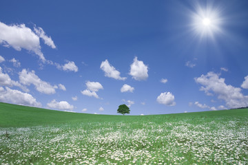 白い花咲く丘と一本の木