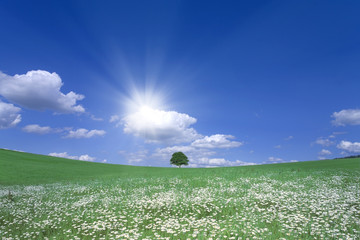 白い花咲く丘と一本の木