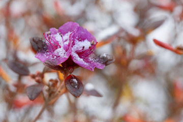 Azalea flowers covered with snow.