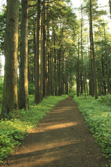 Fototapeta premium Hiking trail in the middle of forest
