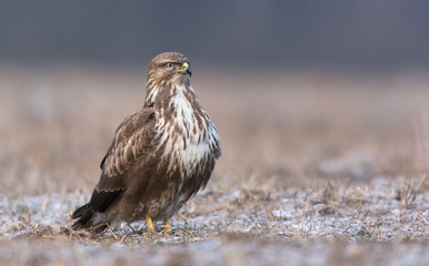 Common buzzards (Buteo buteo)