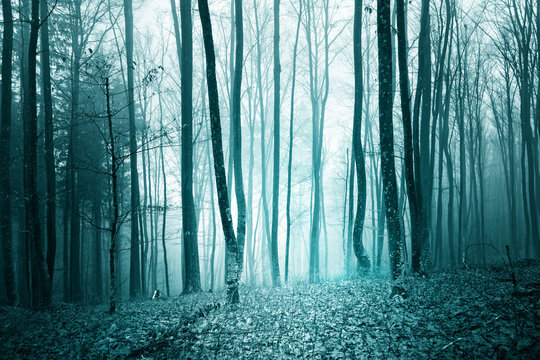 Fototapeta Mystic turquoise blue color light foggy forest landscape background.