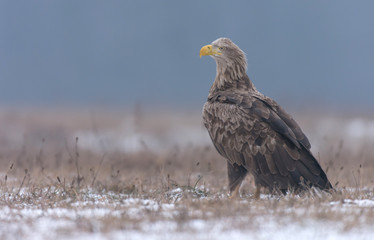 White tailed eagle (Haliaeetus albicilla) in winter scenery