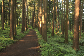 Hiking trail in the middle of  forest