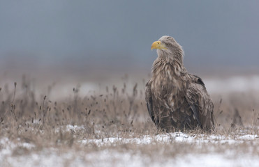 White tailed eagle (Haliaeetus albicilla) in winter scenery