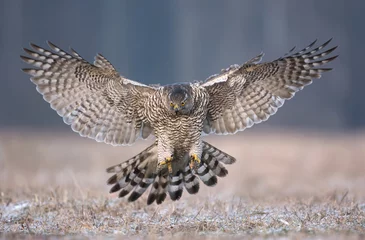 Tableau sur aluminium  Northern goshwak (Accipiter gentilis)  © Piotr Krzeslak