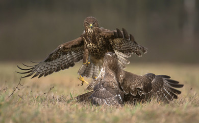 Common buzzards (Buteo buteo)