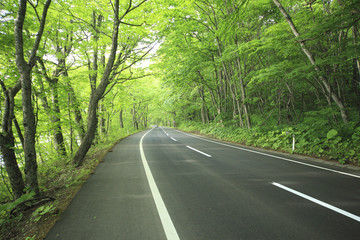 Obraz premium Road in a green forest