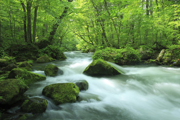 Obraz premium water spring in forest