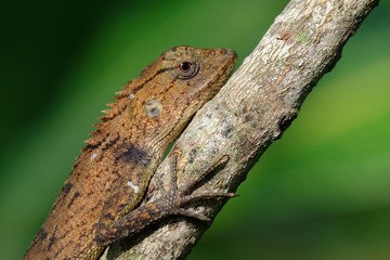 Close up lizard on a tree